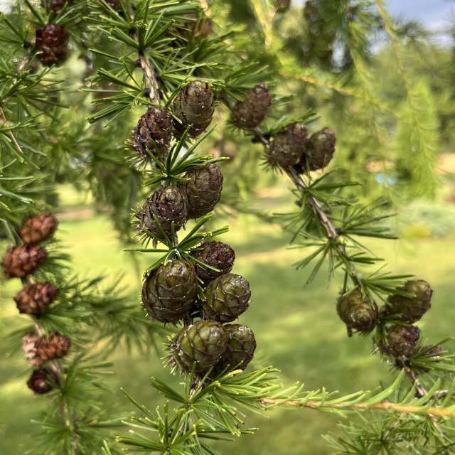 Photos Champ. Prévisions météo avec de superbes photos de Stassy de Teshkovo
