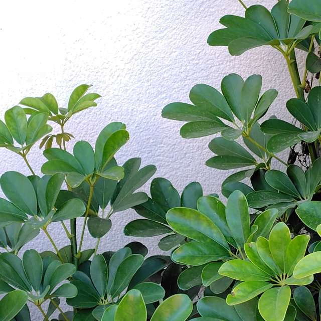 Weather forecasts with beautiful photos by umemui