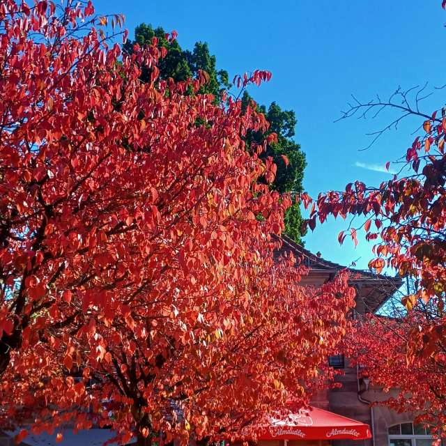 Weather forecasts with beautiful photos by vic74furt762