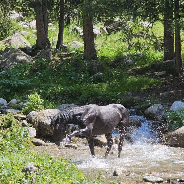 Fotos Campo. Previsões do tempo com lindas fotos de Chizh em Almaty