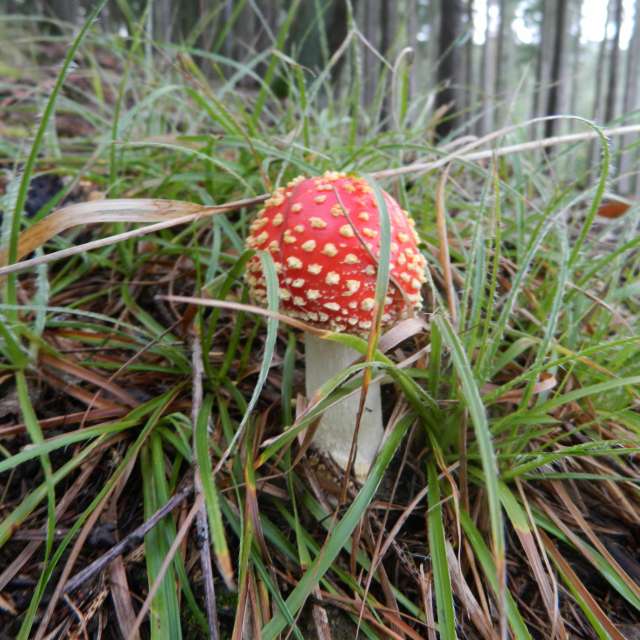 天气预报，带ivan-ko精美的照片