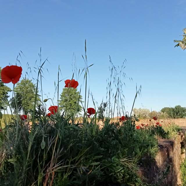 Grass. Weather forecasts with beautiful photos by Ludovico Photos in Emilia-Romagna