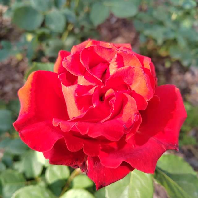 Aus Holz. Wettervorhersagen mit schönen Fotos von Albert_Smelovtsev Fotos Roza Khutor