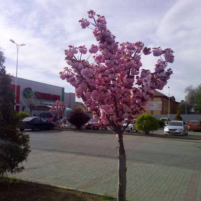 Fotos Lado. Previsões do tempo com lindas fotos de Костя Труфанов em Uzhgorod