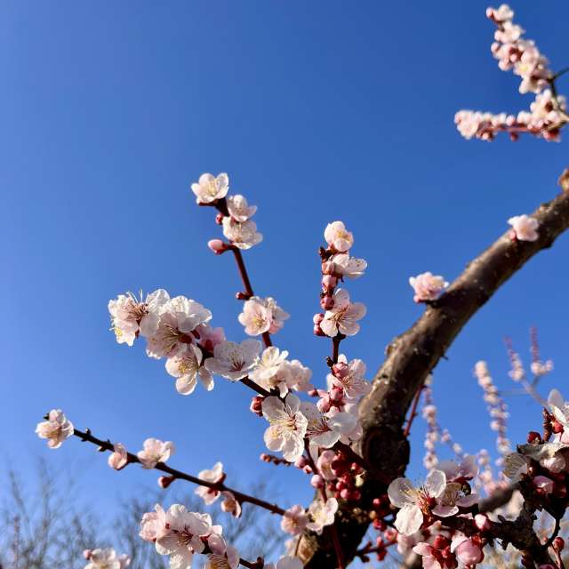 Tree. Weather forecasts with beautiful photos by Kasumisou Photos in Saku-shi