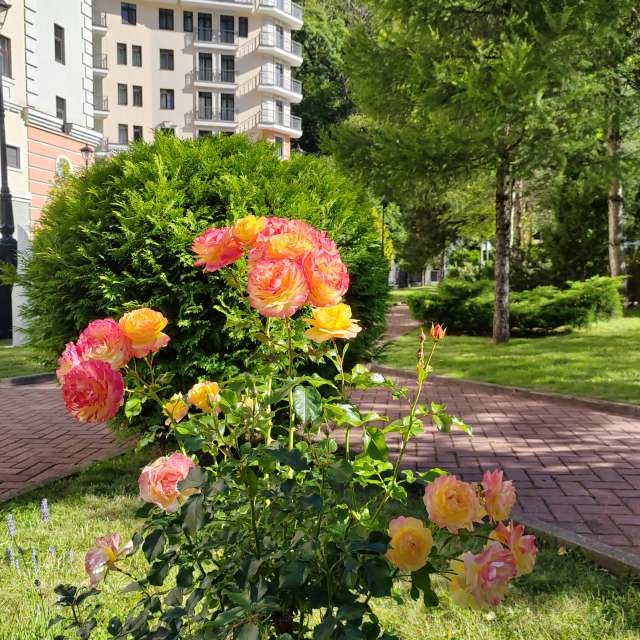 Garten. Wettervorhersagen mit schönen Fotos von Albert_Smelovtsev Fotos Roza Khutor