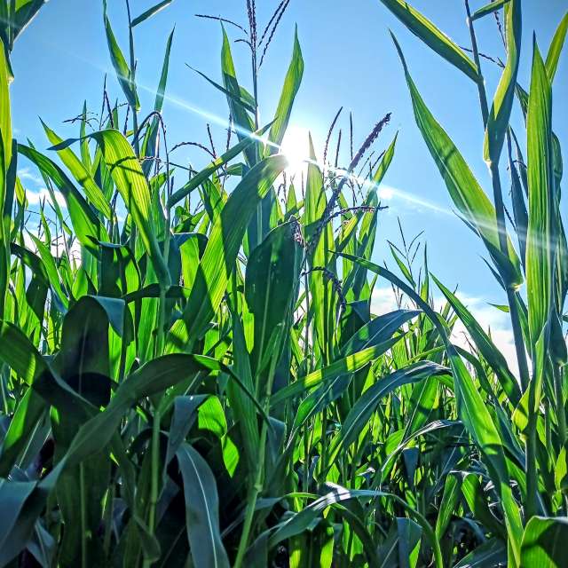 Pronósticos del tiempo con hermosas fotos de fruta