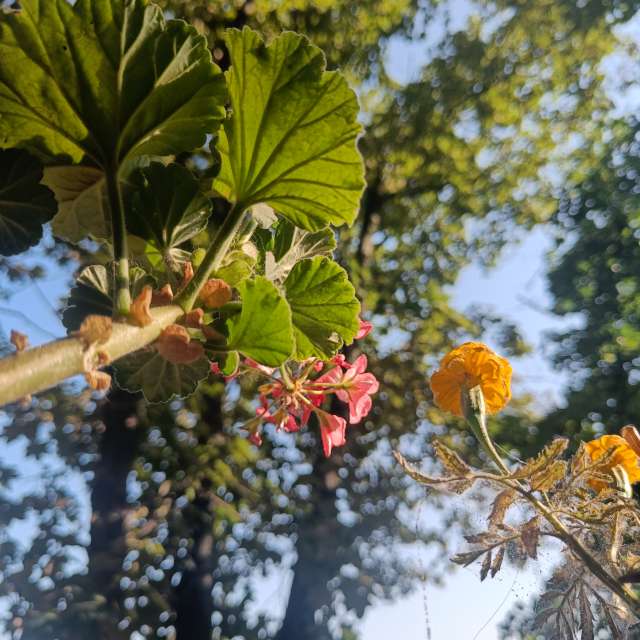 天气预报，带Doc_H精美的照片