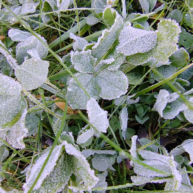 Garten. Wettervorhersagen mit schönen Fotos von Albert_Smelovtsev Fotos Roza Khutor