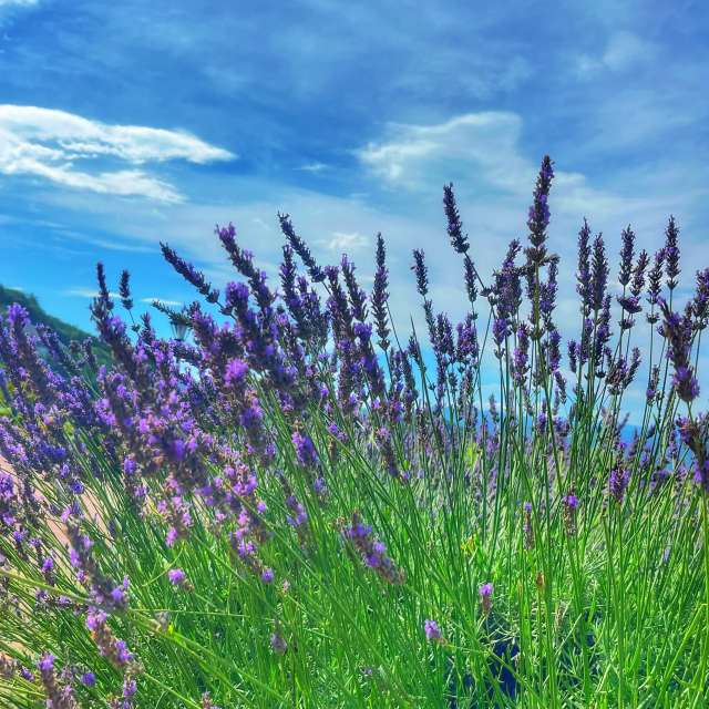 Tree. Weather forecasts with beautiful photos by Kasumisou Photos in Saku-shi