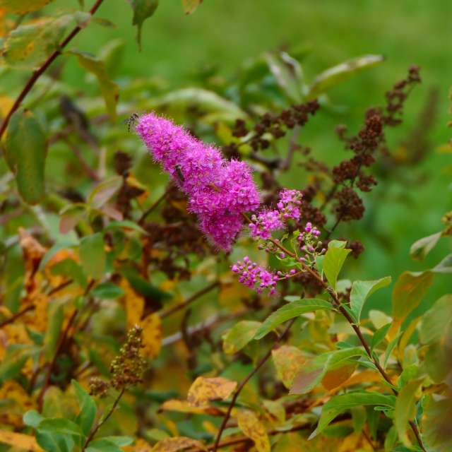 Fotos Grama. Previsões do tempo com lindas fotos de Vasek325 em Praha 4