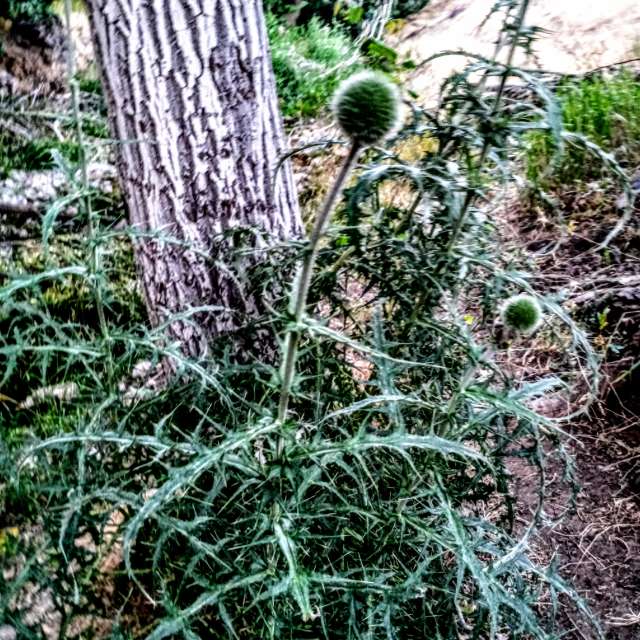 Plant. Weather forecasts with beautiful photos by fromIran Photos in Senjegan