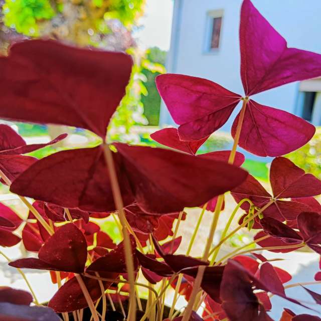 天气预报，带Doc_H精美的照片