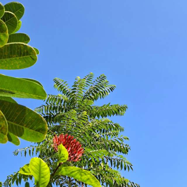 Fotos Arbustos. Previsões do tempo com lindas fotos de Wen-ya Huang em Kaohsiung City