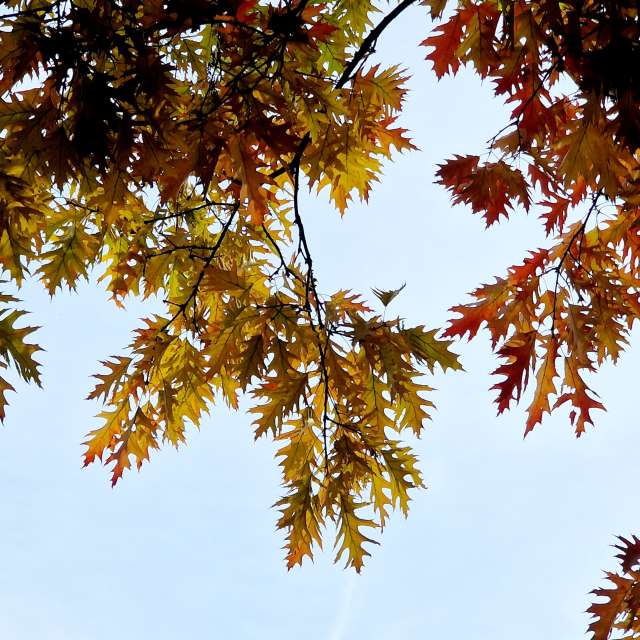 世界の天気写真. Seniの美しい写真による天気予報