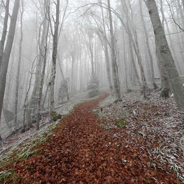 天气预报，带Rosiii精美的照片