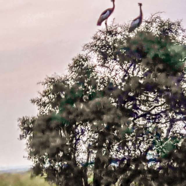Pronósticos del tiempo con hermosas fotos de Birdy25