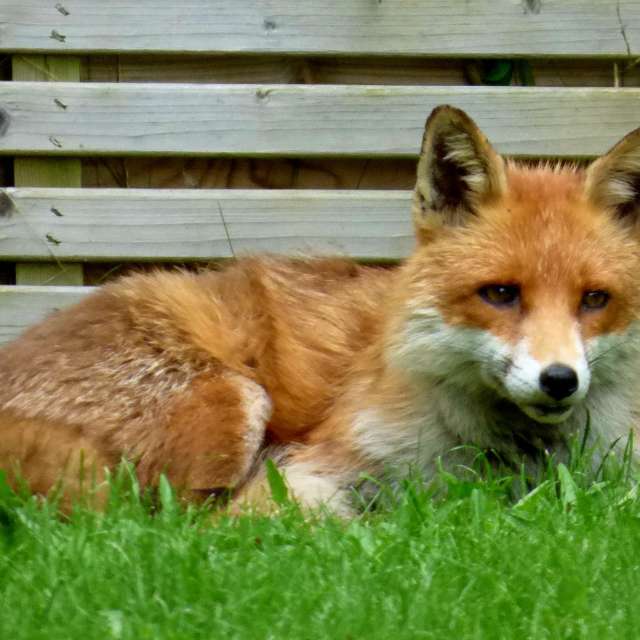 Photos Debout. Prévisions météo avec de superbes photos de Lolli de Maidstone