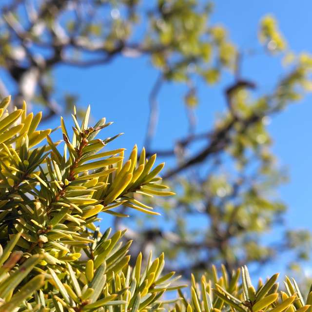 umemuiの美しい写真による天気予報