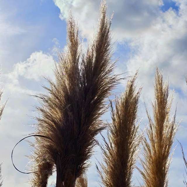 ภาพถ่าย หิมะ. พยากรณ์อากาศพร้อมภาพถ่ายสวยๆ โดย Seni ใน North Rhine-Westphalia