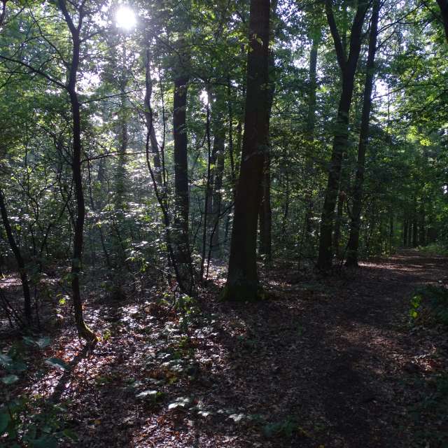 Fotos Arborizado. Previsões do tempo com lindas fotos de Vasek325 em Praha 12