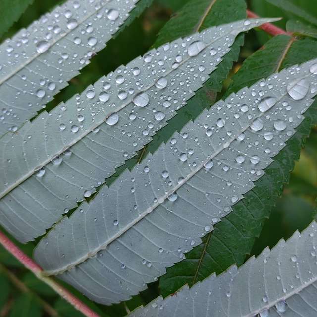 Petiole. Weather forecasts with beautiful photos by Iryna Photos in Kharkiv
