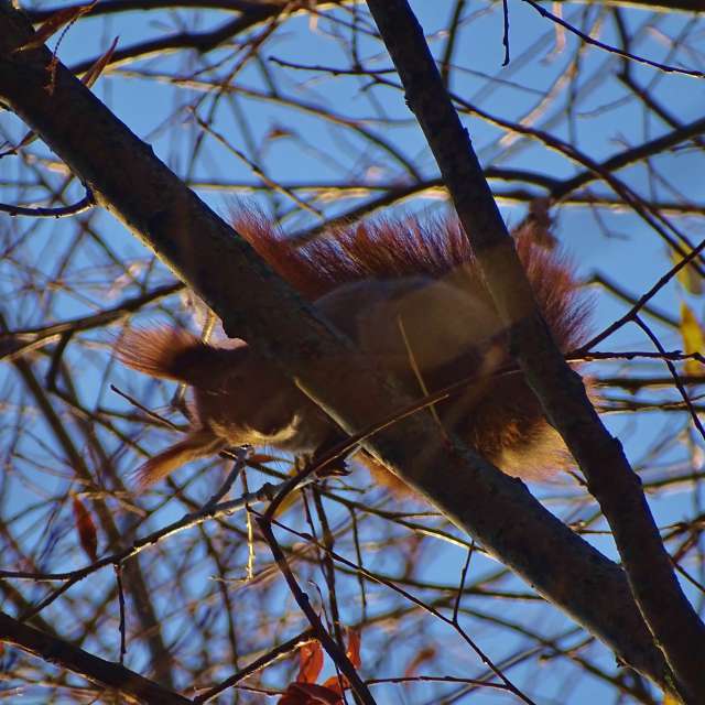Bird. Weather forecasts with beautiful photos by Михаил Гавриков Photos in Kharkiv