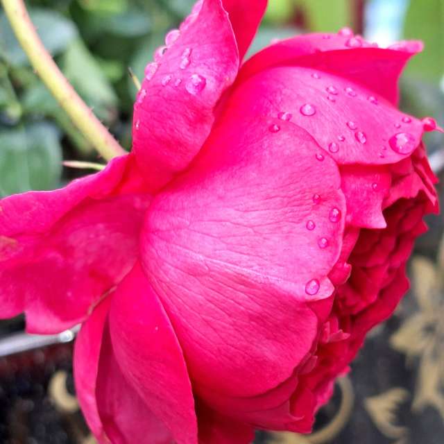 Rain. Weather forecasts with beautiful photos by Wen-ya Huang Photos in Kaohsiung City