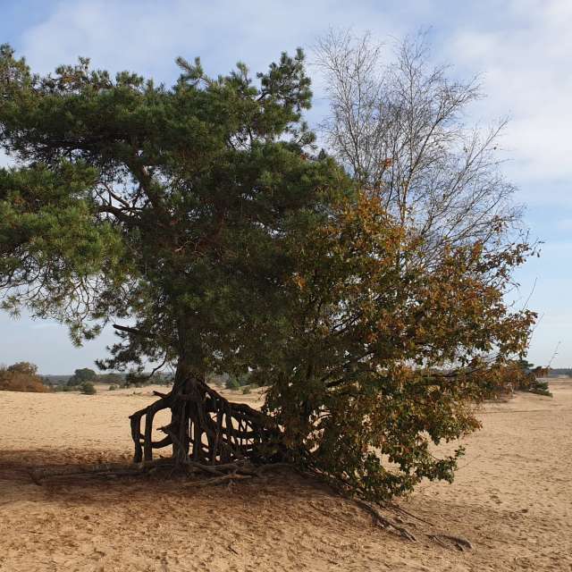 Weather forecasts with beautiful photos by DaB