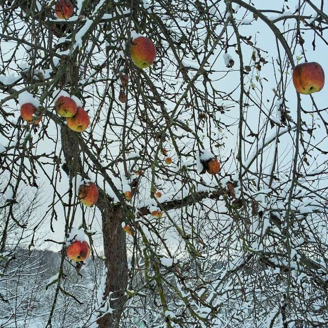Apple tree. Weather forecasts with beautiful photos by urashm Photos in Khmelnytskyi