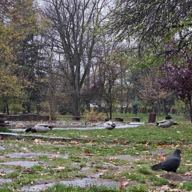 Sheep. Weather forecasts with beautiful photos by Kikko Photos in World