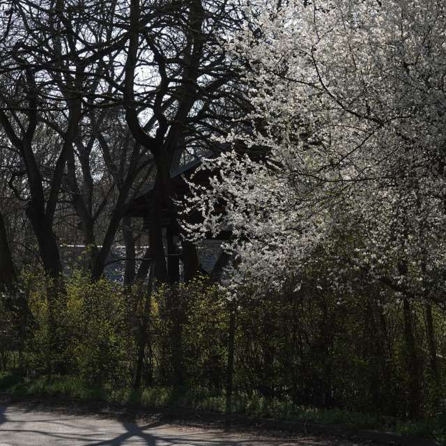 Fotos Flor. Previsões do tempo com lindas fotos de Vasek325 em Praha 12