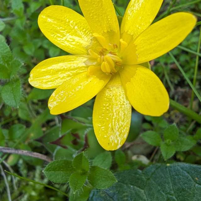 Cugnaux मधील फील्ड. Roytinez31 द्वारे सुंदर छायाचित्रांसह हवामानाचा अंदाज छायाचित्र