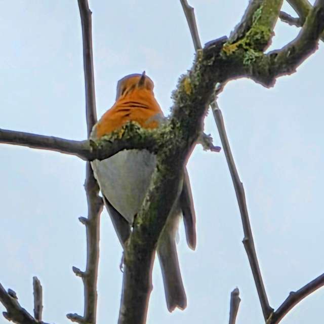 Resting. Weather forecasts with beautiful photos by Seni Photos in Velbert