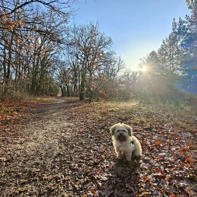 RoDi-zignの美しい写真による天気予報