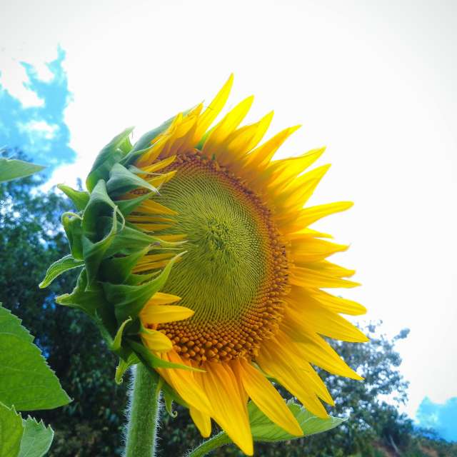 Sunnyyの美しい写真による天気予報