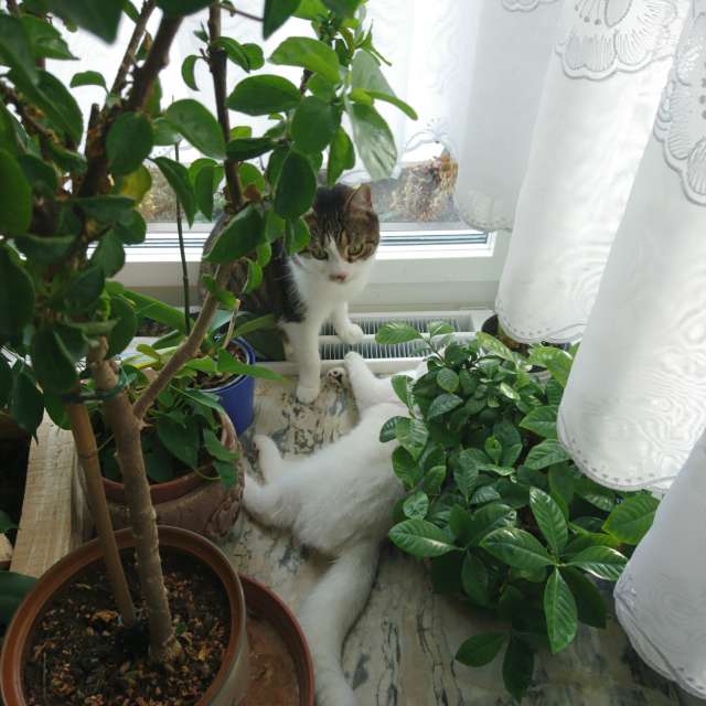 天气预报，带aida-khaldi精美的照片