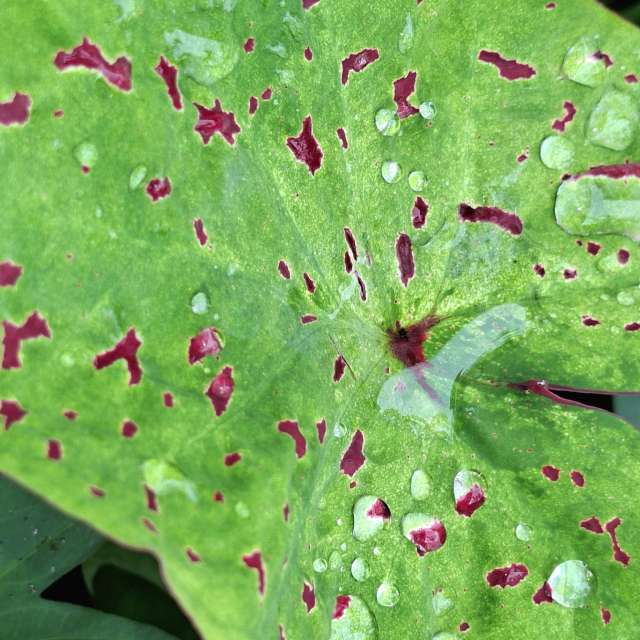 Beet. Wettervorhersagen mit schönen Fotos von Wen-ya Huang Fotos Kaohsiung