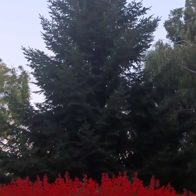 Fotos del Frente. Pronósticos del tiempo con hermosas fotos de YanBog en București