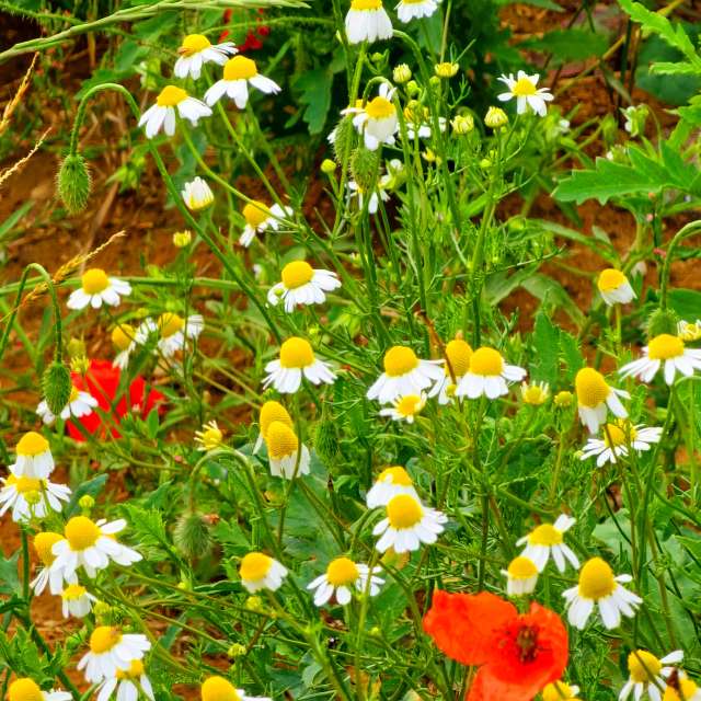 Pot. Weather forecasts with beautiful photos by Seni Photos in Velbert