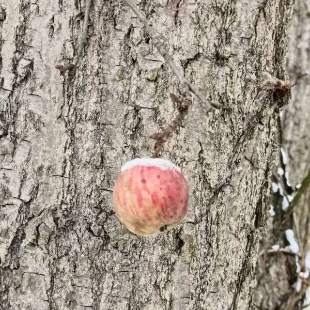 Previsões do tempo com lindas fotos de Madlen