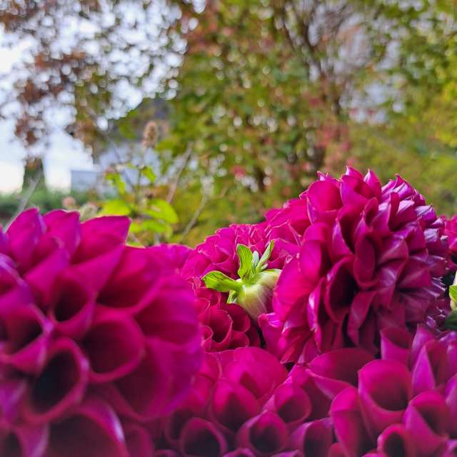 天气预报，带NikolausMinas精美的照片