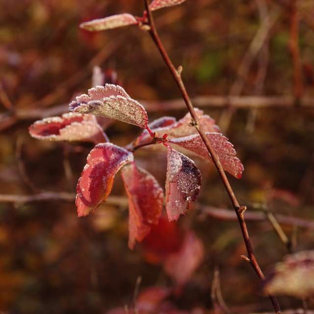 Plant. Weather forecasts with beautiful photos by Михаил Гавриков Photos in Kharkiv