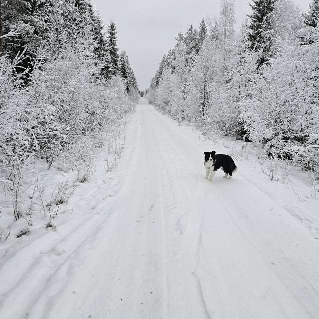 Previsões do tempo com lindas fotos de Piia