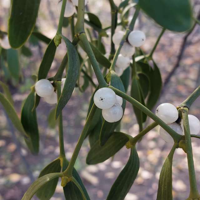 Fetus. Weather forecasts with beautiful photos by Iryna Photos in Kharkiv