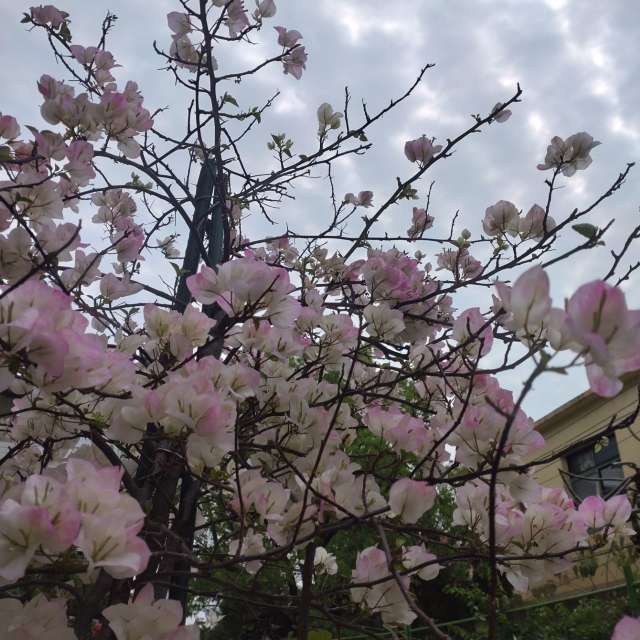 Photos Petit. Prévisions météo avec de superbes photos de Wen-ya Huang de Kaohsiung