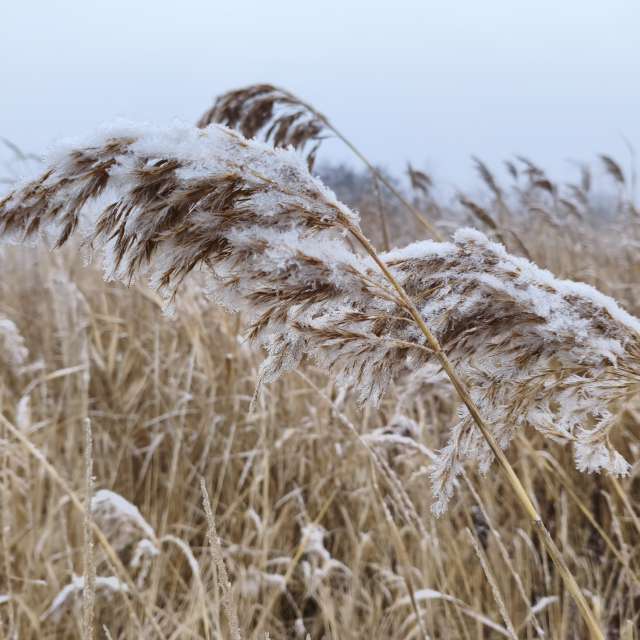 duck102の美しい写真による天気予報