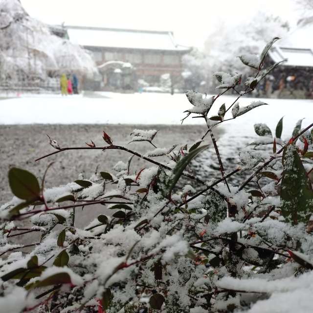 Прогнозы погоды с чудесными фотографиями, сделанными kon__miyuki