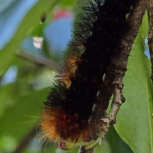 天气预报，带Flavia51精美的照片