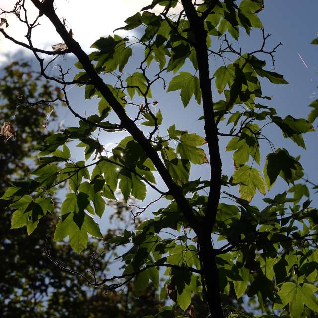 Fotos Floresta. Previsões do tempo com lindas fotos de Vasek325 em Praha 5